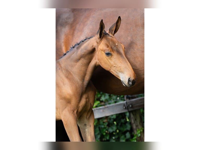 KWPN Stallion Foal (07/2025) in Heerde
