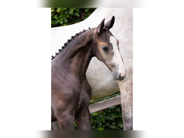 KWPN Stallion Foal (05/2025) in Heerde