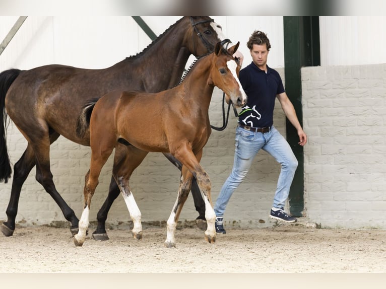 KWPN Stallion Foal (05/2025) in Heerde