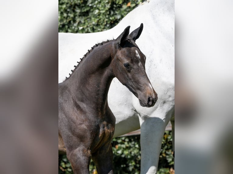 KWPN Stallion  in Heerde