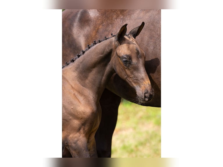 KWPN Stallion Foal (05/2025) in Heerde