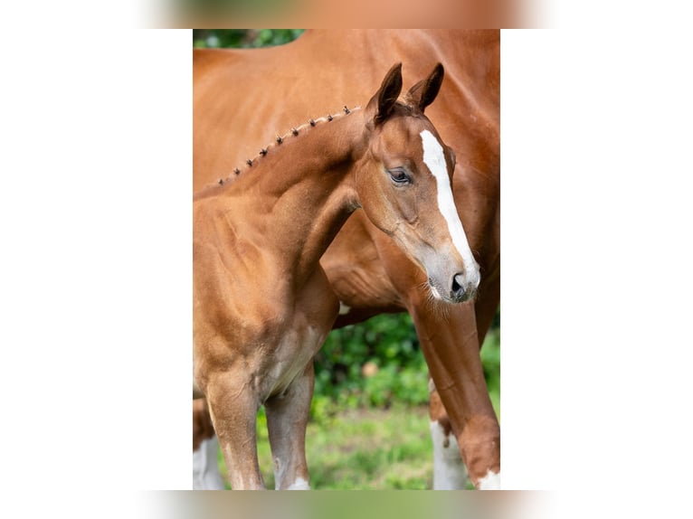 KWPN Stallion Foal (05/2025) in Heerde