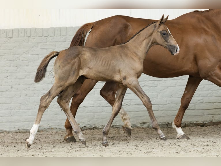 KWPN Stallion  in Heerde