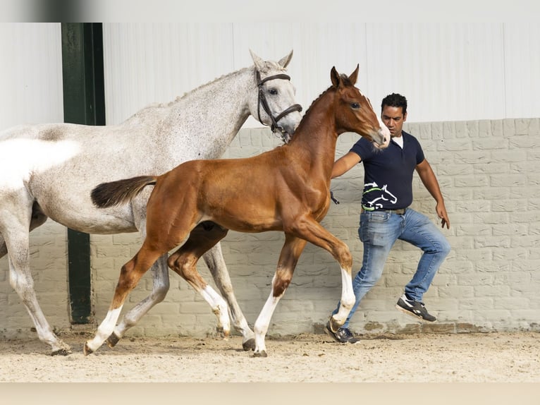 KWPN Stallion Foal (06/2025) in Heerde