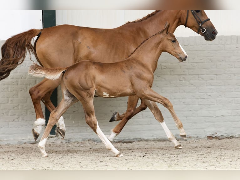 KWPN Stallion  in Heerde