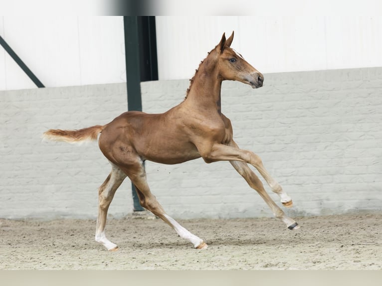 KWPN Stallion Foal (05/2025) in Heerde