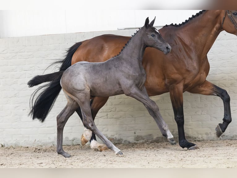 KWPN Stallion  in Heerde