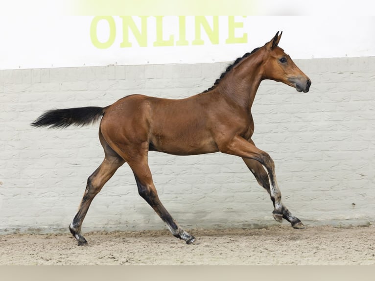 KWPN Stallion Foal (04/2025) in Heerde