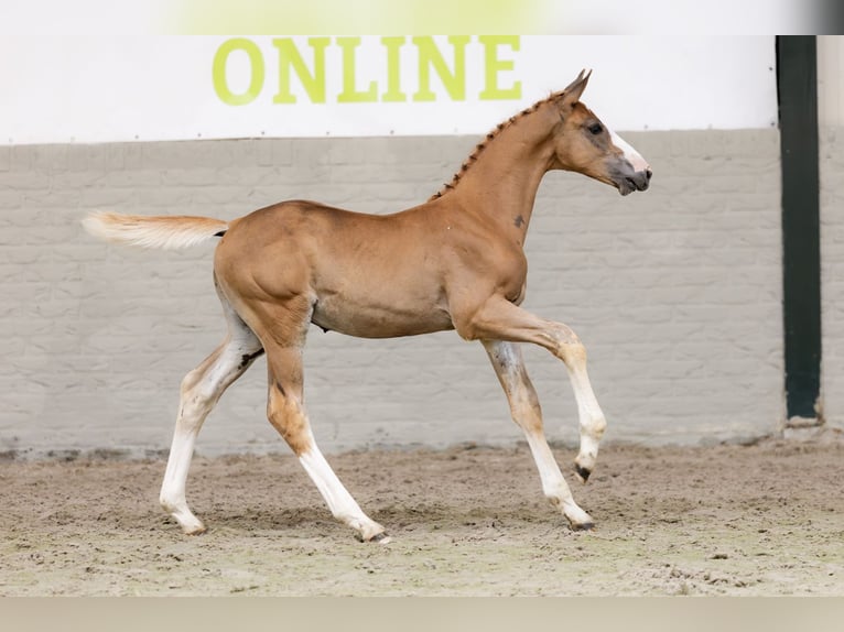 KWPN Stallion  in Heerde