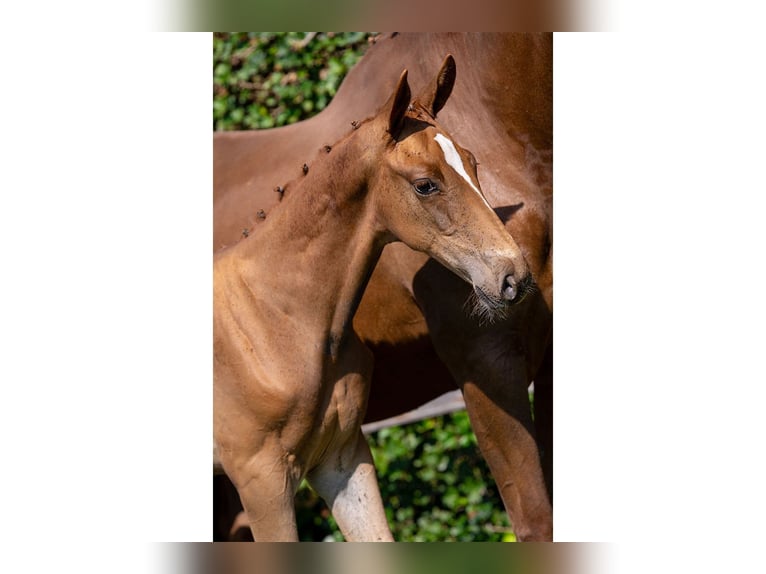 KWPN Stallion Foal (05/2025) in Heerde