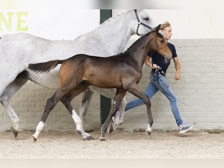 KWPN Stallion Foal (06/2025) in Heerde