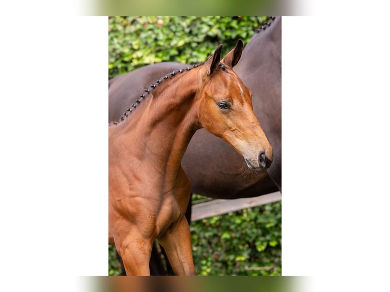 KWPN Stallion Foal (05/2025) in Heerde
