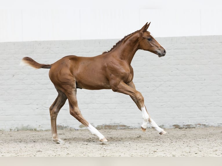 KWPN Stallion Foal (06/2025) in Heerde