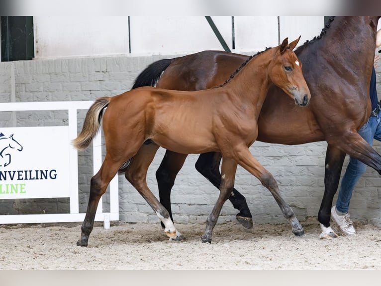 KWPN Stallion  in Heerde