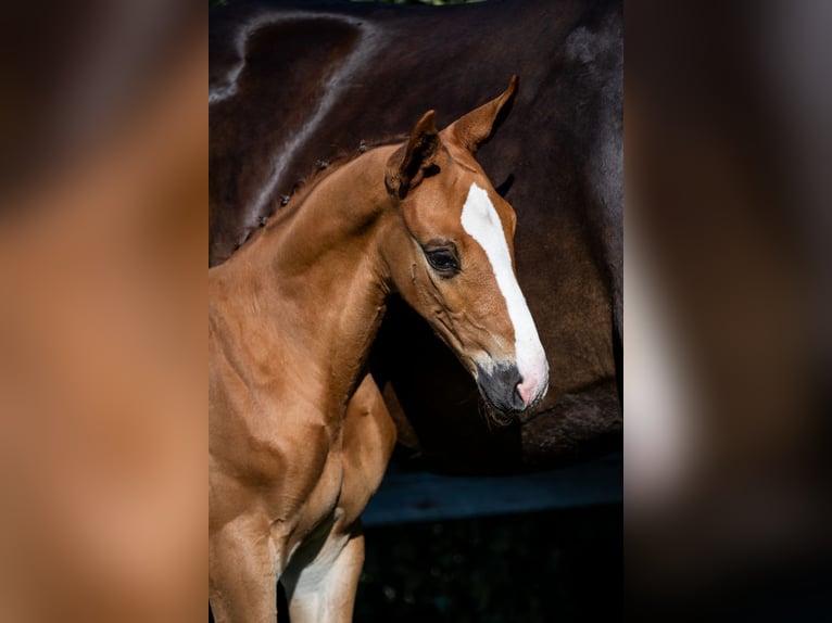 KWPN Stallion  in Heerde