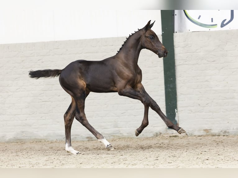 KWPN Stallion Foal (05/2025) in Heerde