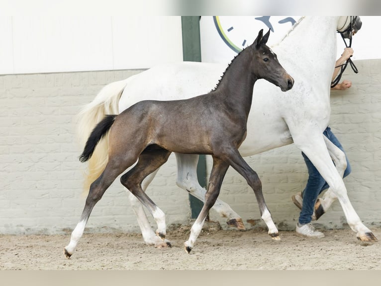 KWPN Stallion  in Heerde
