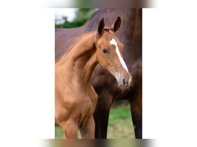 KWPN Stallion Foal (05/2025) in Heerde