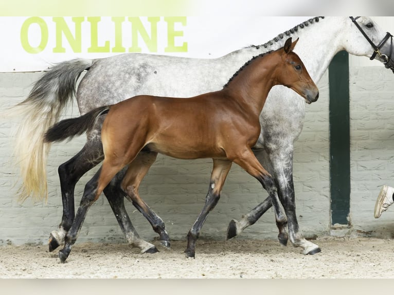 KWPN Stallion Foal (05/2025) in Heerde