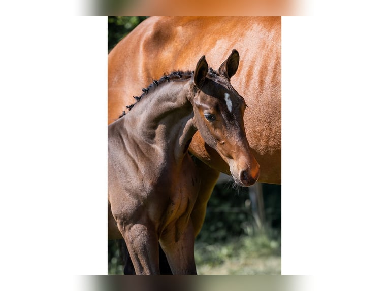 KWPN Stallion  in Heerde