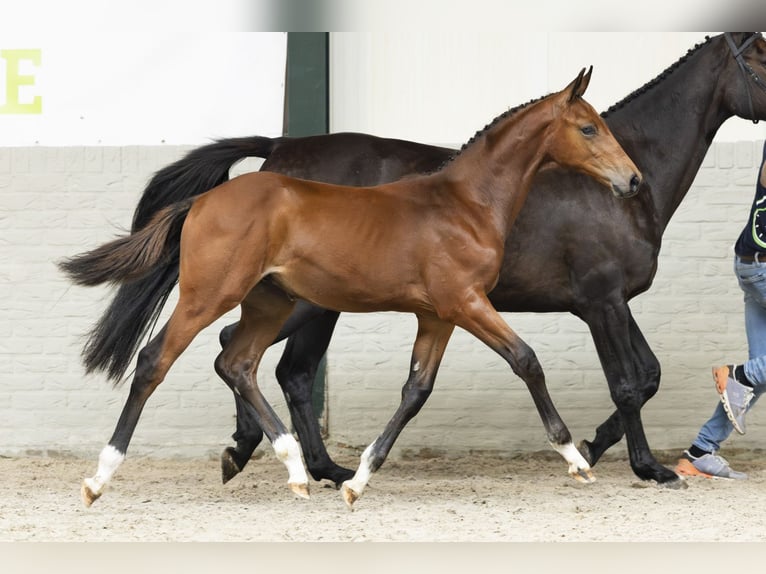 KWPN Stallion Foal (05/2025) in Heerde