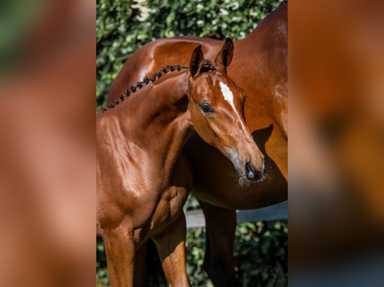 KWPN Stallion  in Heerde