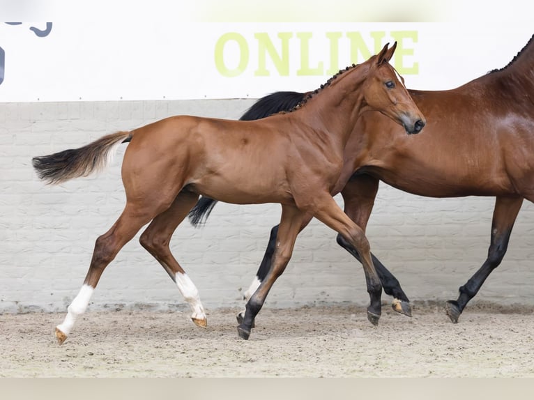 KWPN Stallion  in Heerde