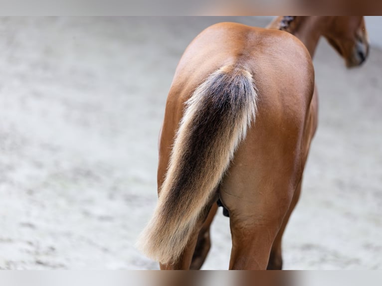 KWPN Stallion  in Heerde