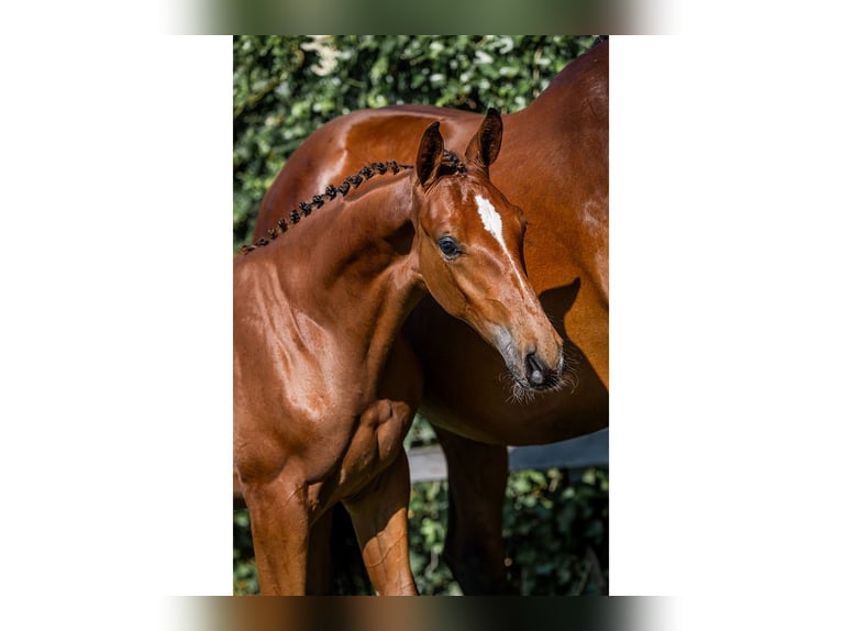 KWPN Stallion  in Heerde