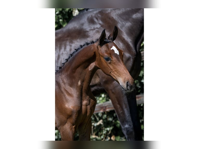 KWPN Stallion  in Heerde