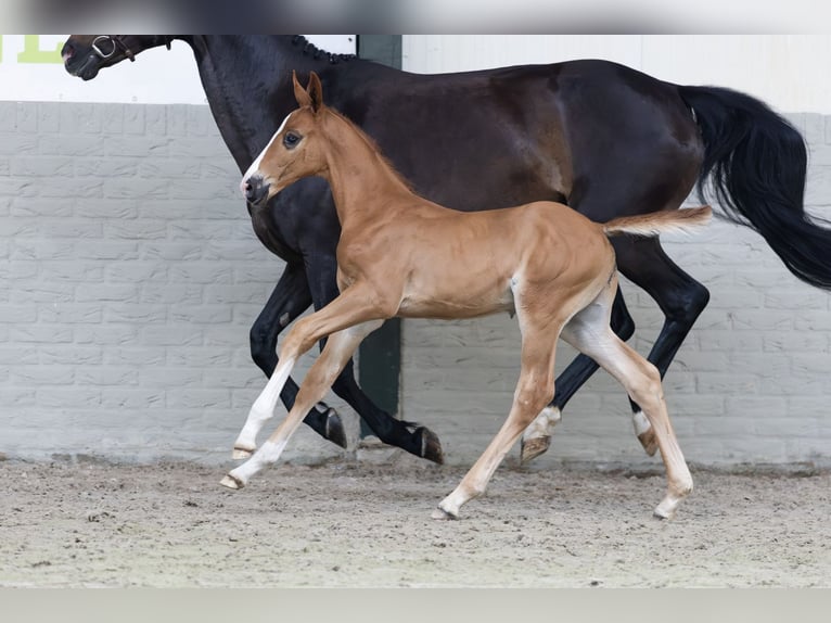 KWPN Stallion  in Heerde
