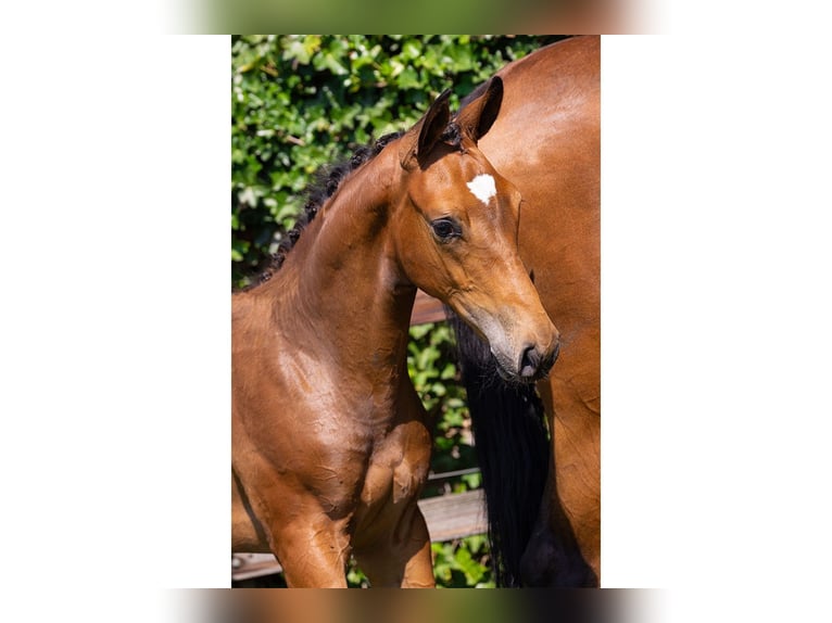 KWPN Stallion Foal (04/2025) in Heerde
