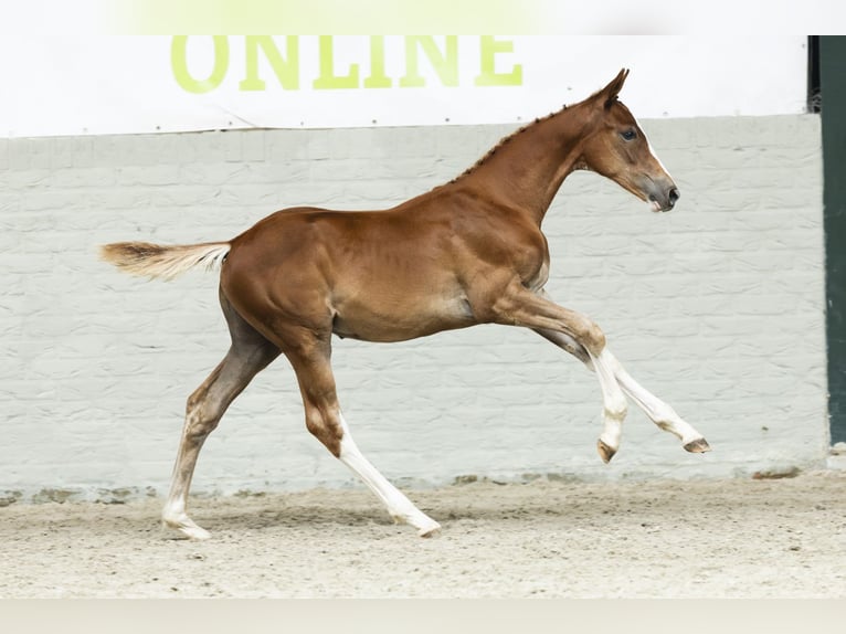 KWPN Stallion Foal (05/2025) in Heerde