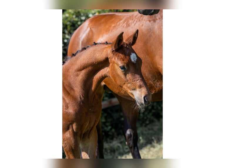 KWPN Stallion  in Heerde