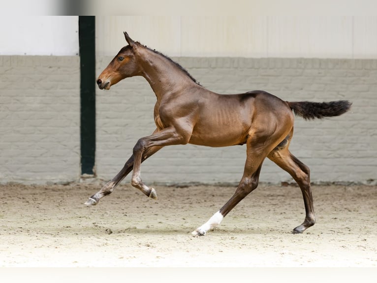 KWPN Stallion  in Heerde