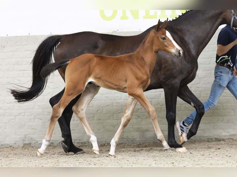 KWPN Stallion Foal (06/2025) in Heerde