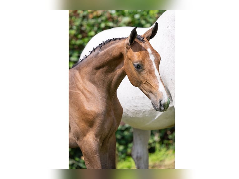 KWPN Stallion Foal (04/2025) in Heerde