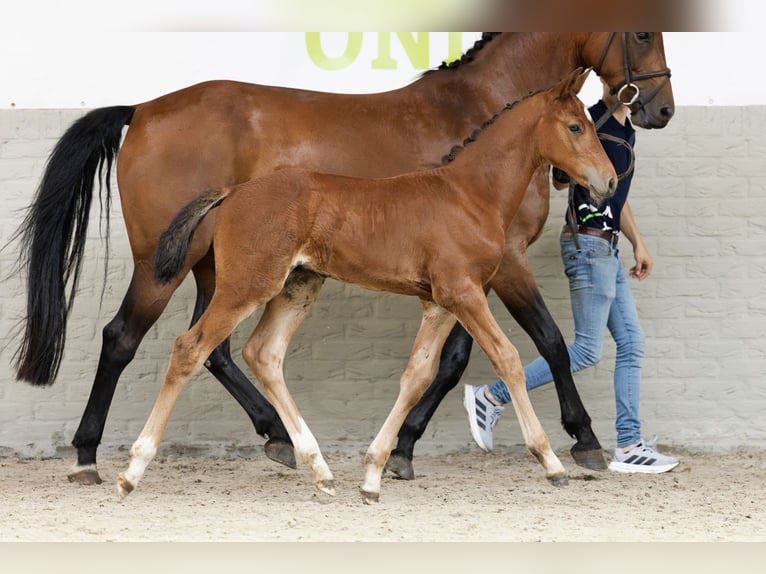 KWPN Stallion  in Heerde