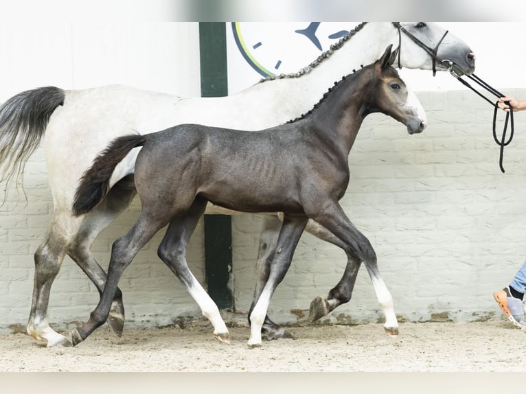 KWPN Stallion Foal (05/2025) in Heerde