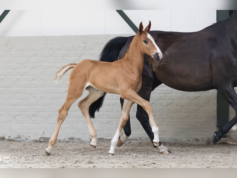 KWPN Stallion  in Heerde