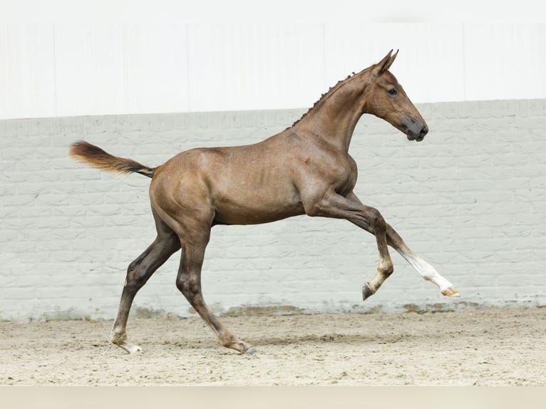 KWPN Stallion Foal (05/2025) in Heerde