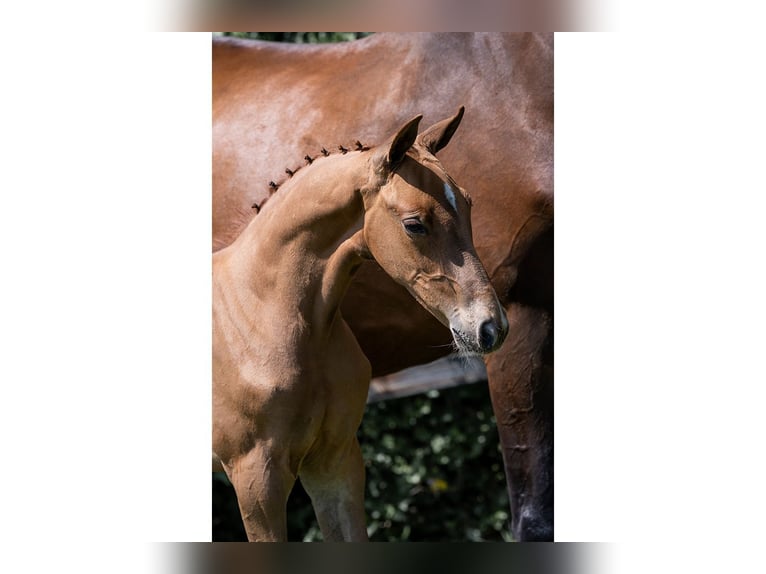 KWPN Stallion  in Heerde