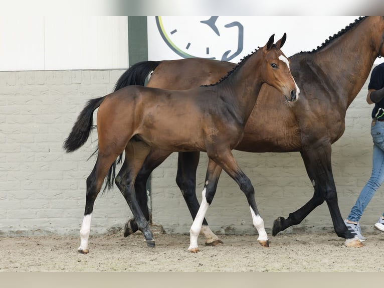 KWPN Stallion  in Heerde