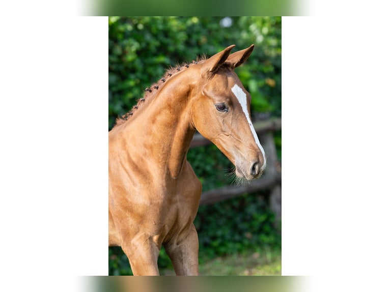 KWPN Stallion Foal (06/2025) in Heerde