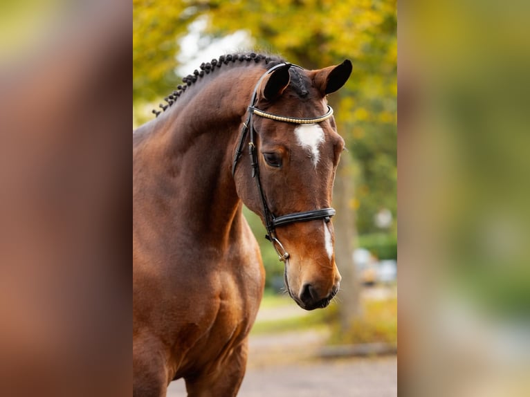 KWPN Stallion Foal (01/2026)  in Zalasewo