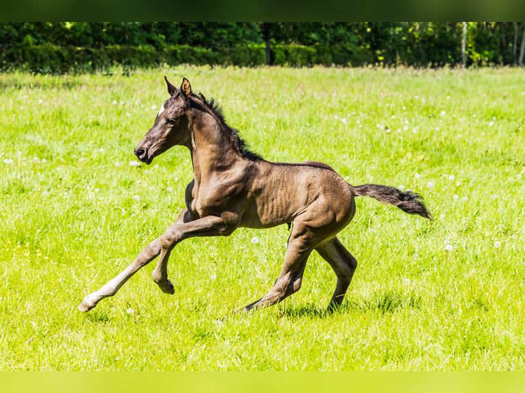 KWPN Stallion Foal (04/2024) Smoky-Black in Nunspeet