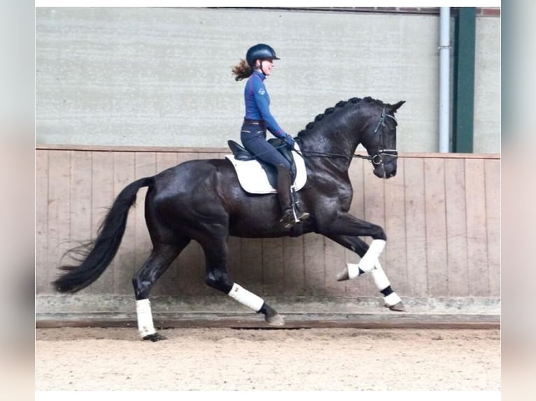 KWPN Stallion Foal (05/2025) Smoky-Black in Rockanje