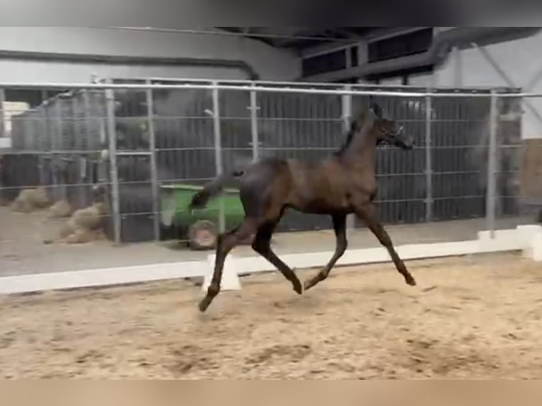 KWPN Stallion Foal (05/2025) Smoky-Black in Rockanje