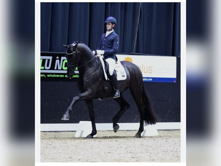 KWPN Stallion Foal (05/2025) Smoky-Black in Rockanje