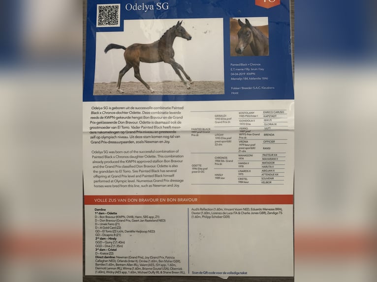 KWPN Stallion Foal (05/2025) Smoky-Black in Rockanje